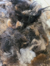 Jacob wool/alpaca blend roving - Whole fleece