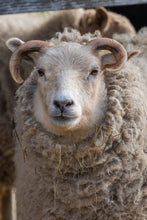 Ewethful's Shetland Wool Roving Natural White - Great for Beginners